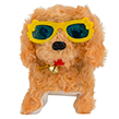 (Brown with Yellow Glasses) Walking and Barking 